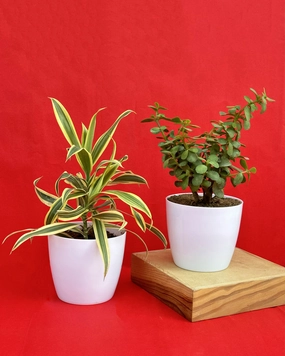Indoor Combo Of Jade Plant And Song Of India medium flower pot  