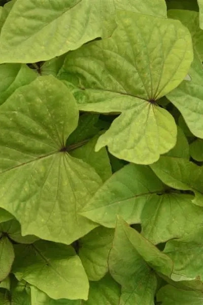 Ipomoea "Sweet Potato Vine" 4.5"