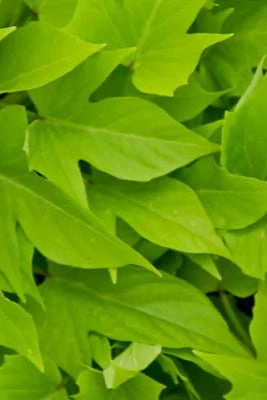 Ipomoea "Sweet Potato Vine" 4.5"