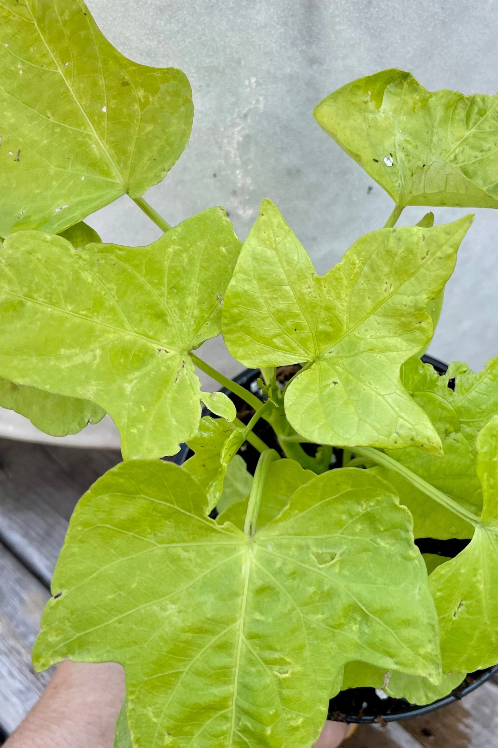 Ipomoea "Sweet Potato Vine" 4.5"