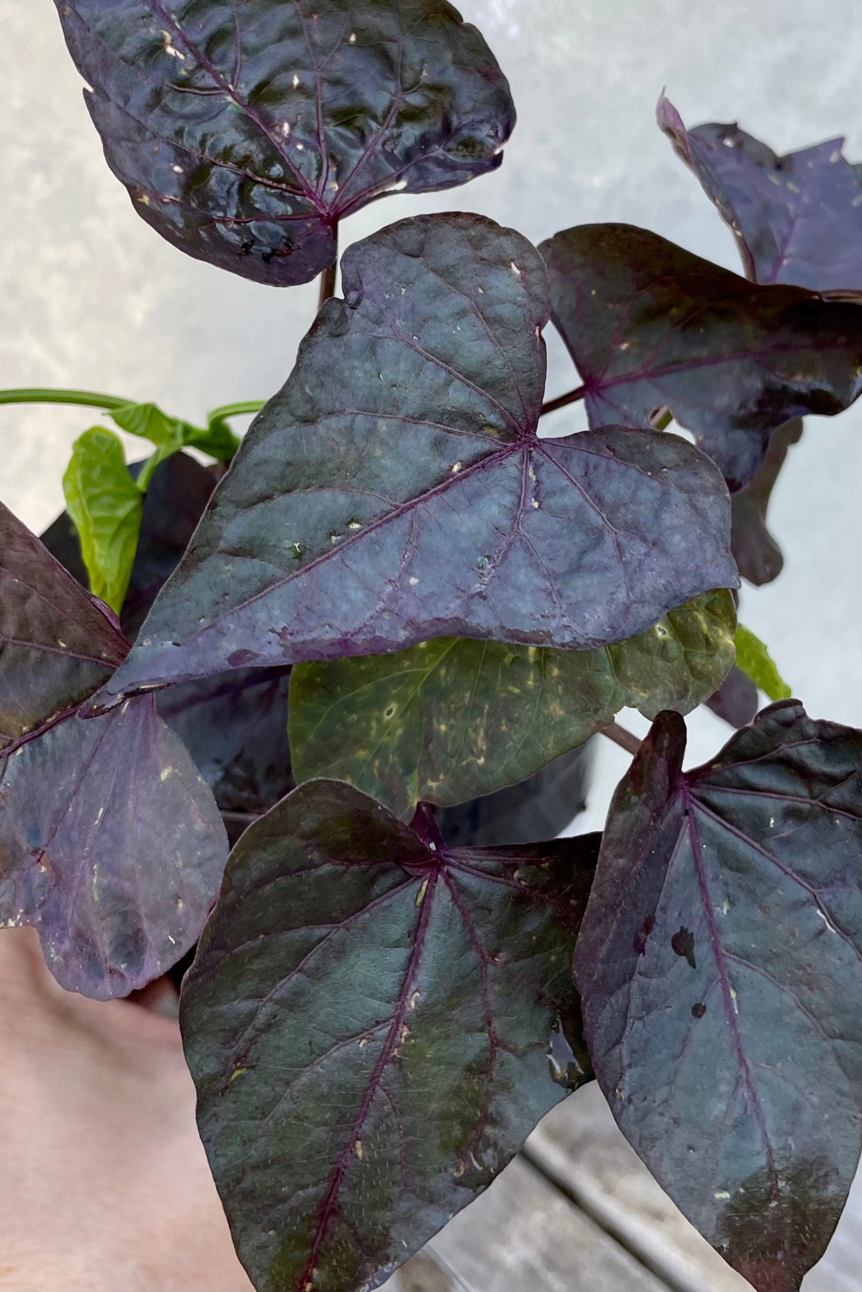 Ipomoea "Sweet Potato Vine" 4.5"