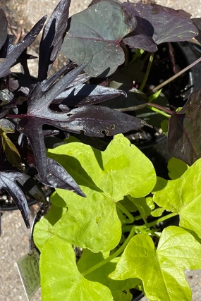 Ipomoea "Sweet Potato Vine" 4.5" decorative flowerpot  