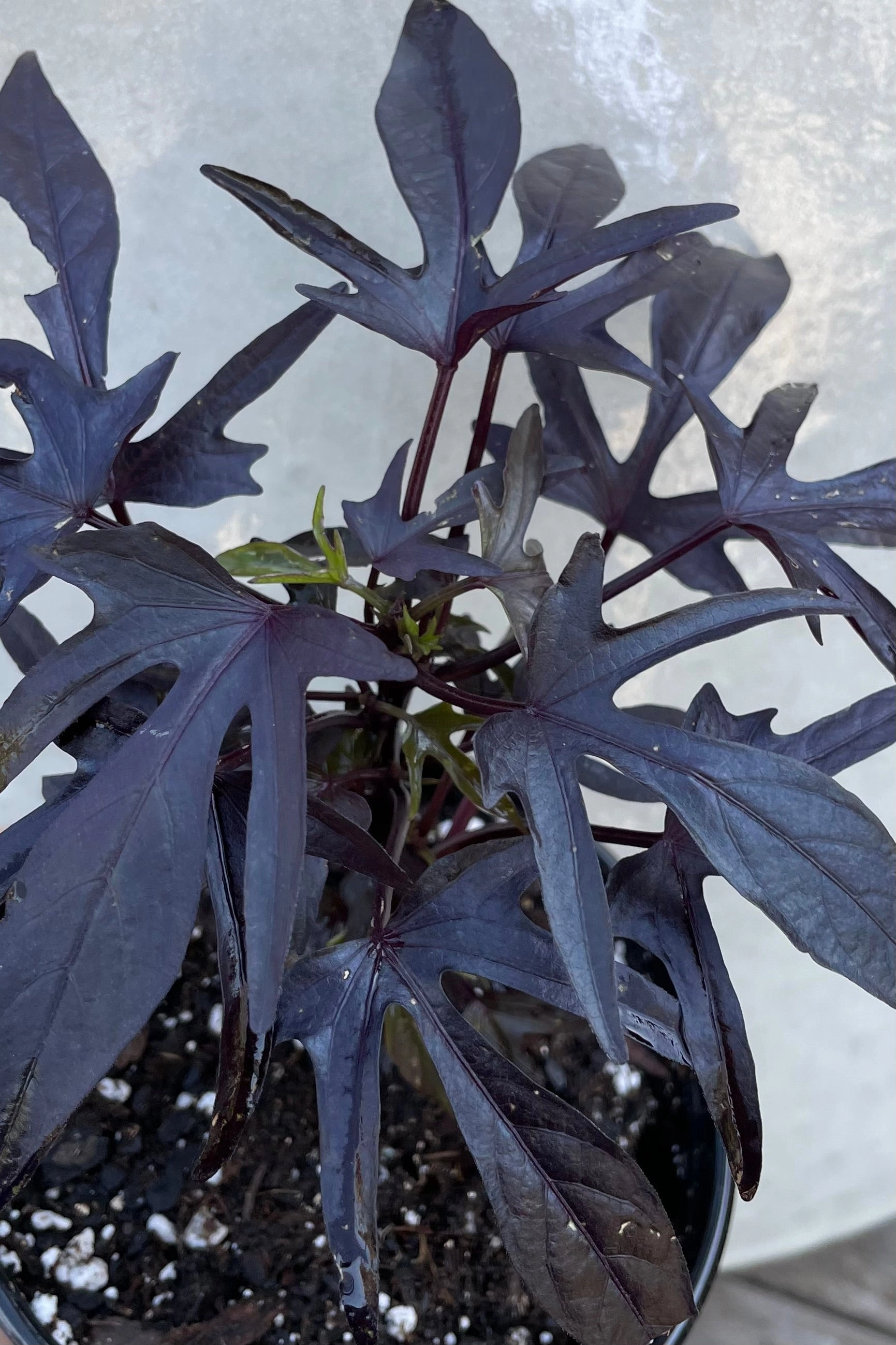 Ipomoea "Sweet Potato Vine" 4.5"