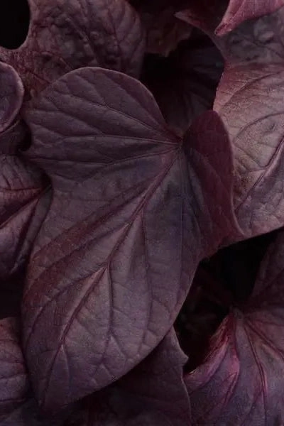 Ipomoea "Sweet Potato Vine" 4.5"
