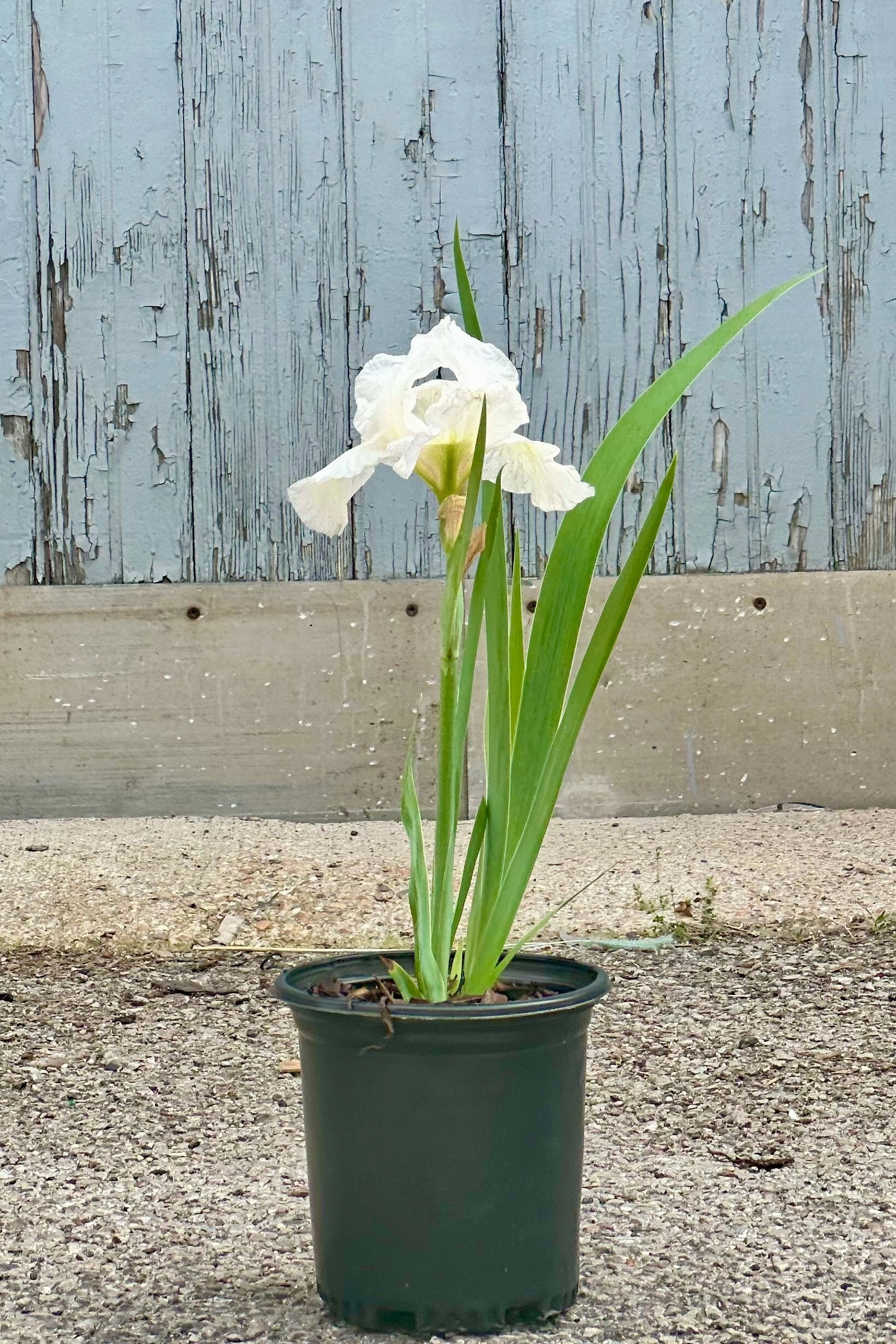 Iris g. 'Immortality' #1