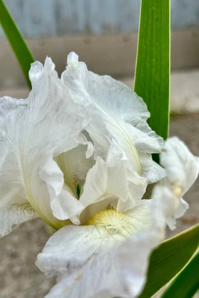 Iris g. 'Immortality' #1 decorative flowerpot  