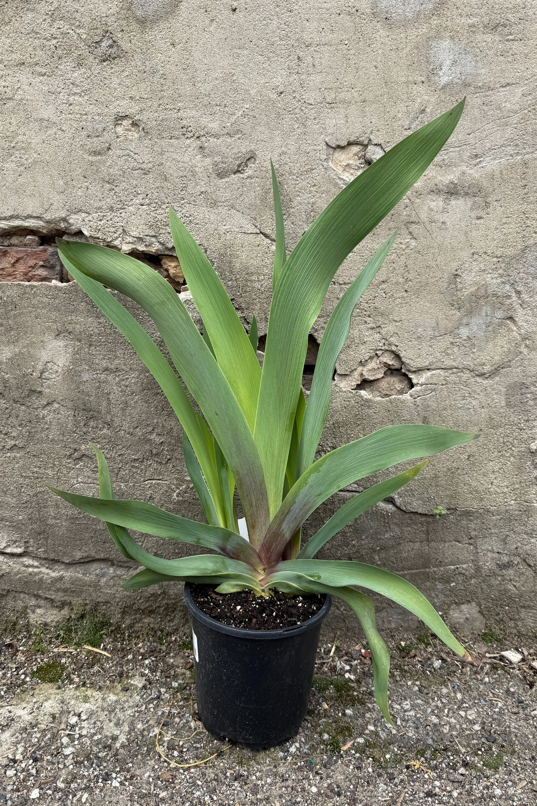 Iris g. 'War Chief' #1