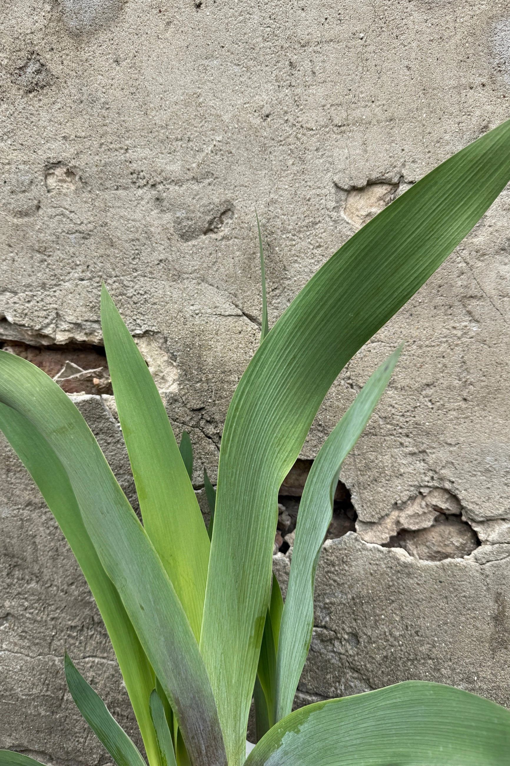 Iris g. 'War Chief' #1