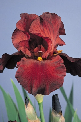 Iris g. 'War Chief' #1 decorative flowerpot  