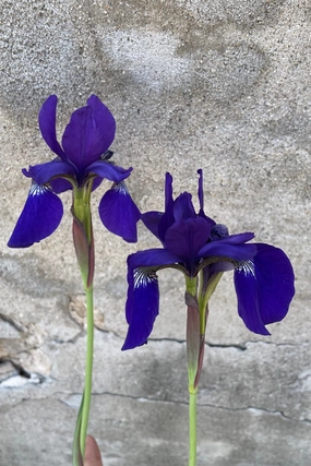 Iris s. 'Caesar's Brother' #1 decorative flowerpot  