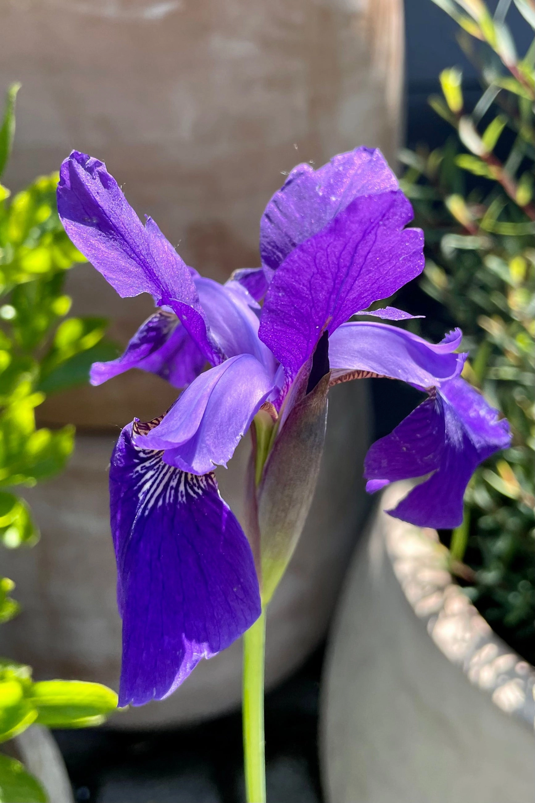Iris s. 'Caesar's Brother' #1