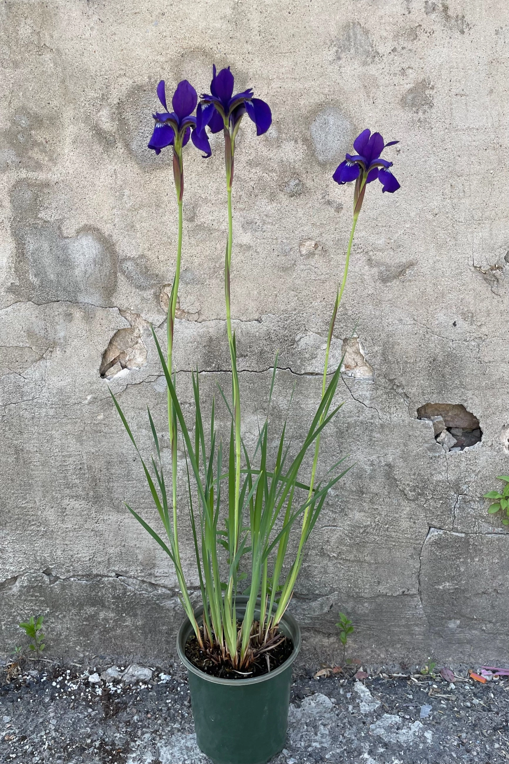 Iris s. 'Caesar's Brother' #1