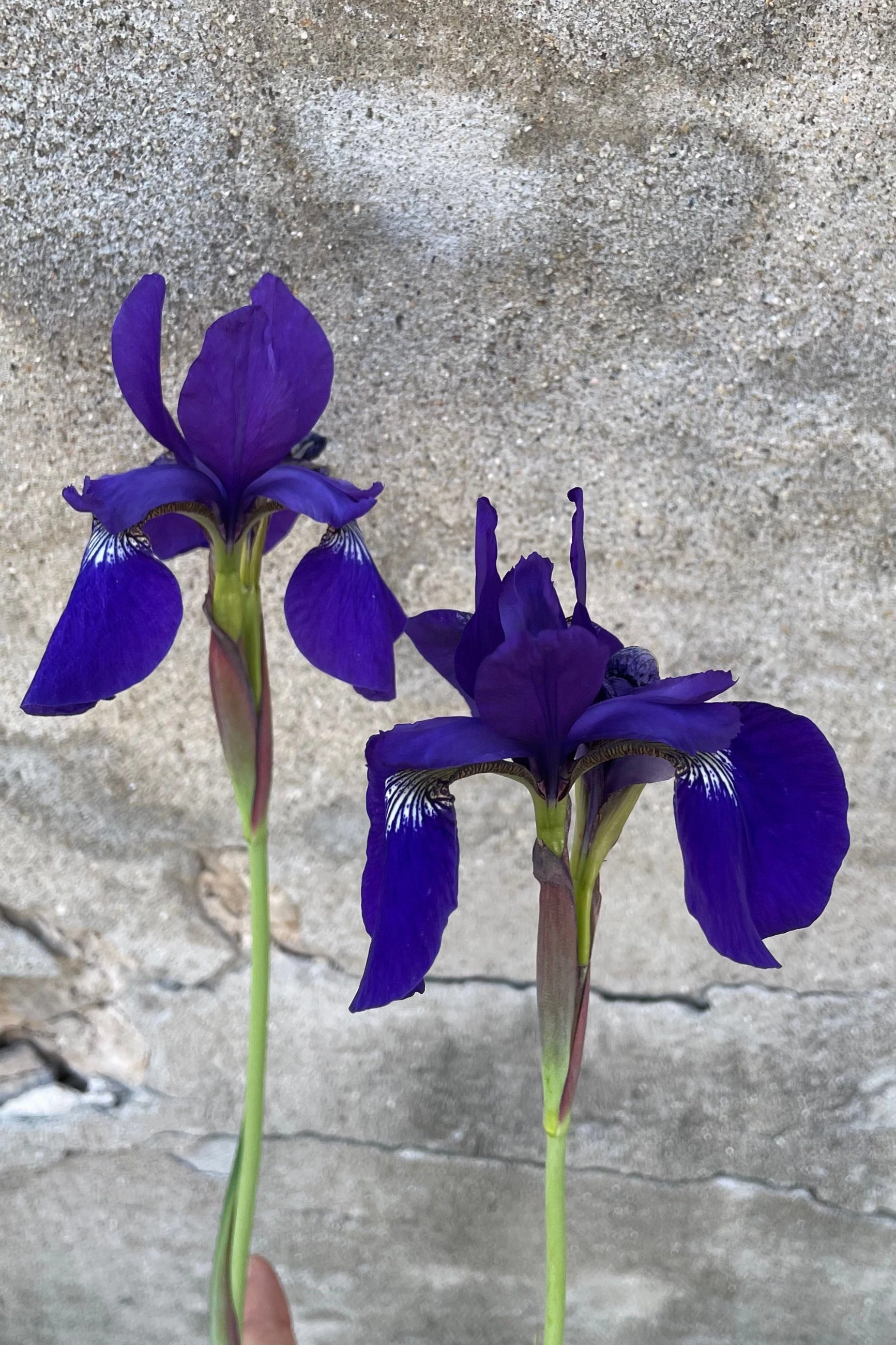 Iris s. 'Caesar's Brother' #1 decorative flowerpot  