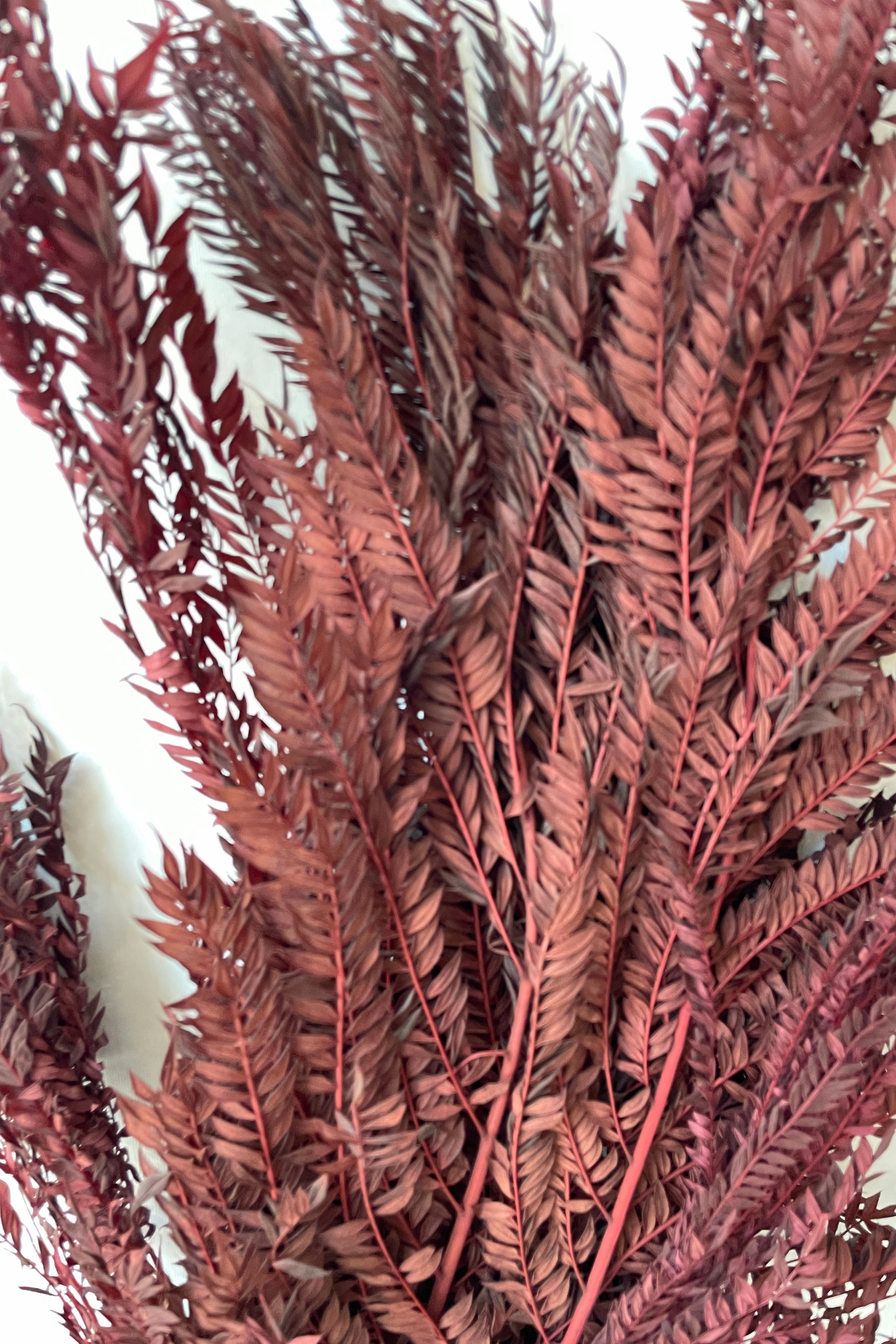 Jacaranda Burgundy Color Preserved Bunch