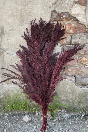 Jacaranda Burgundy Color Preserved Bunch indoor houseplants  