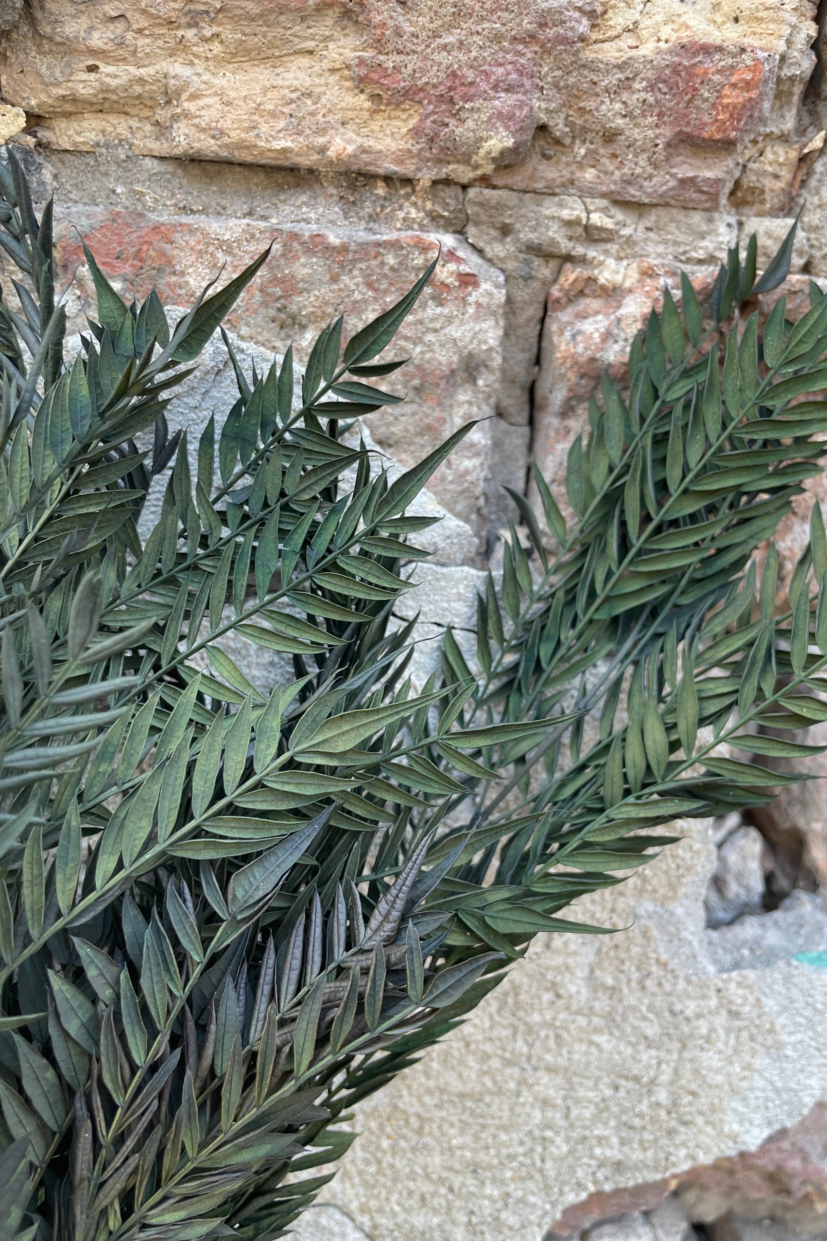 Jacaranda Green Color Preserved Bunch
