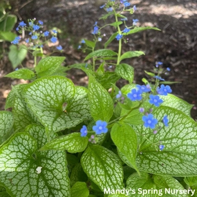 Jack Frost Brunnera | Brunnera macrophylla 'Jack Frost' single layer plant shelf  