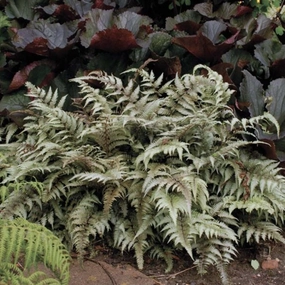 Japanese Painted Fern | Anthyrium pictum single layer plant shelf  