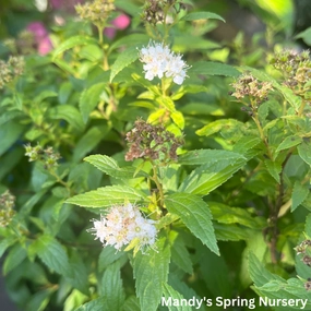 Japanese White Spirea | Spiraea albiflora traditional flower vase  