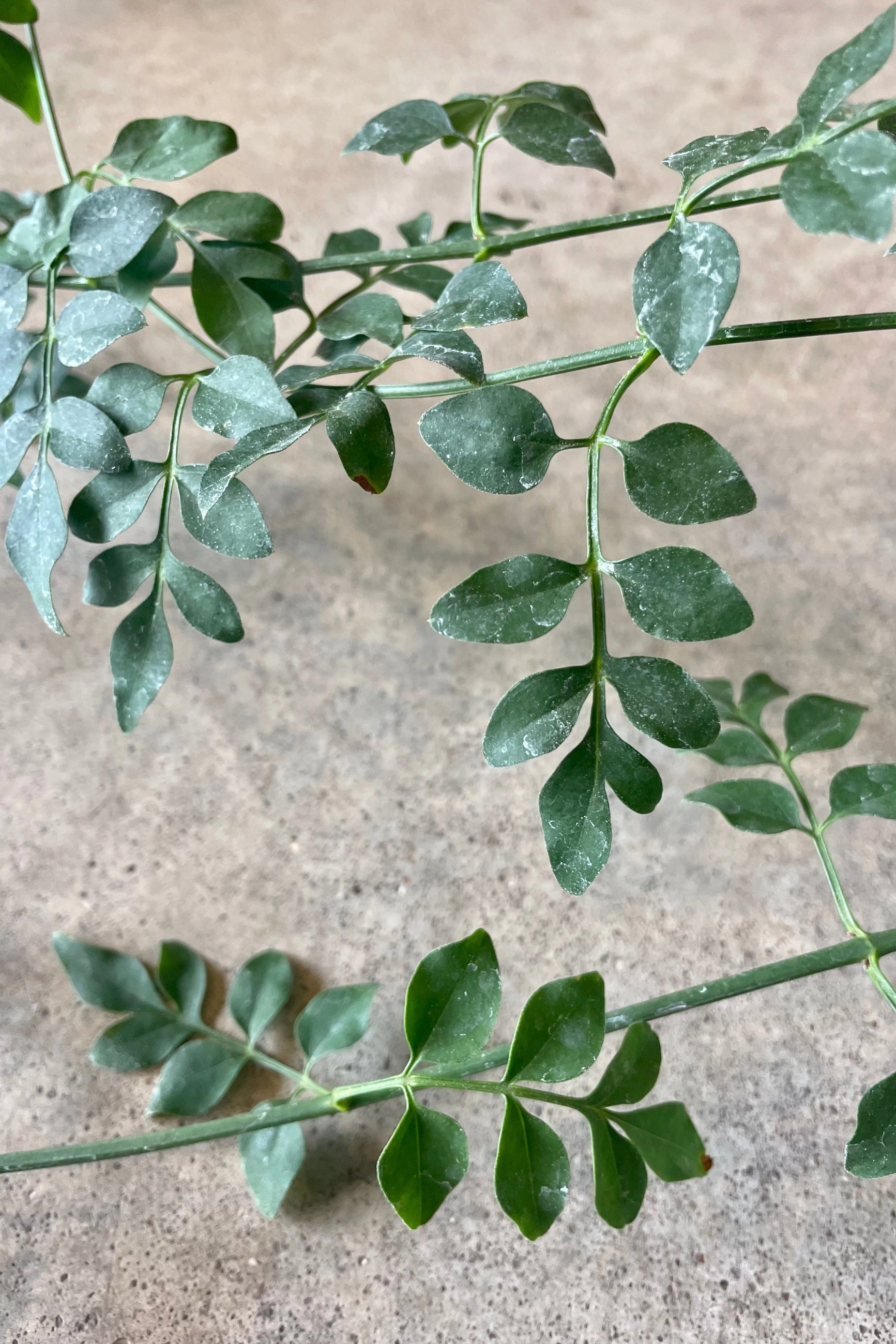 Jasminum grandiflorum 4" medium flower pot  