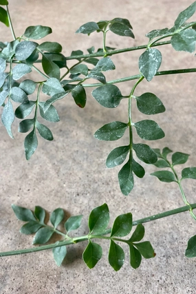Jasminum grandiflorum 4" medium flower pot  