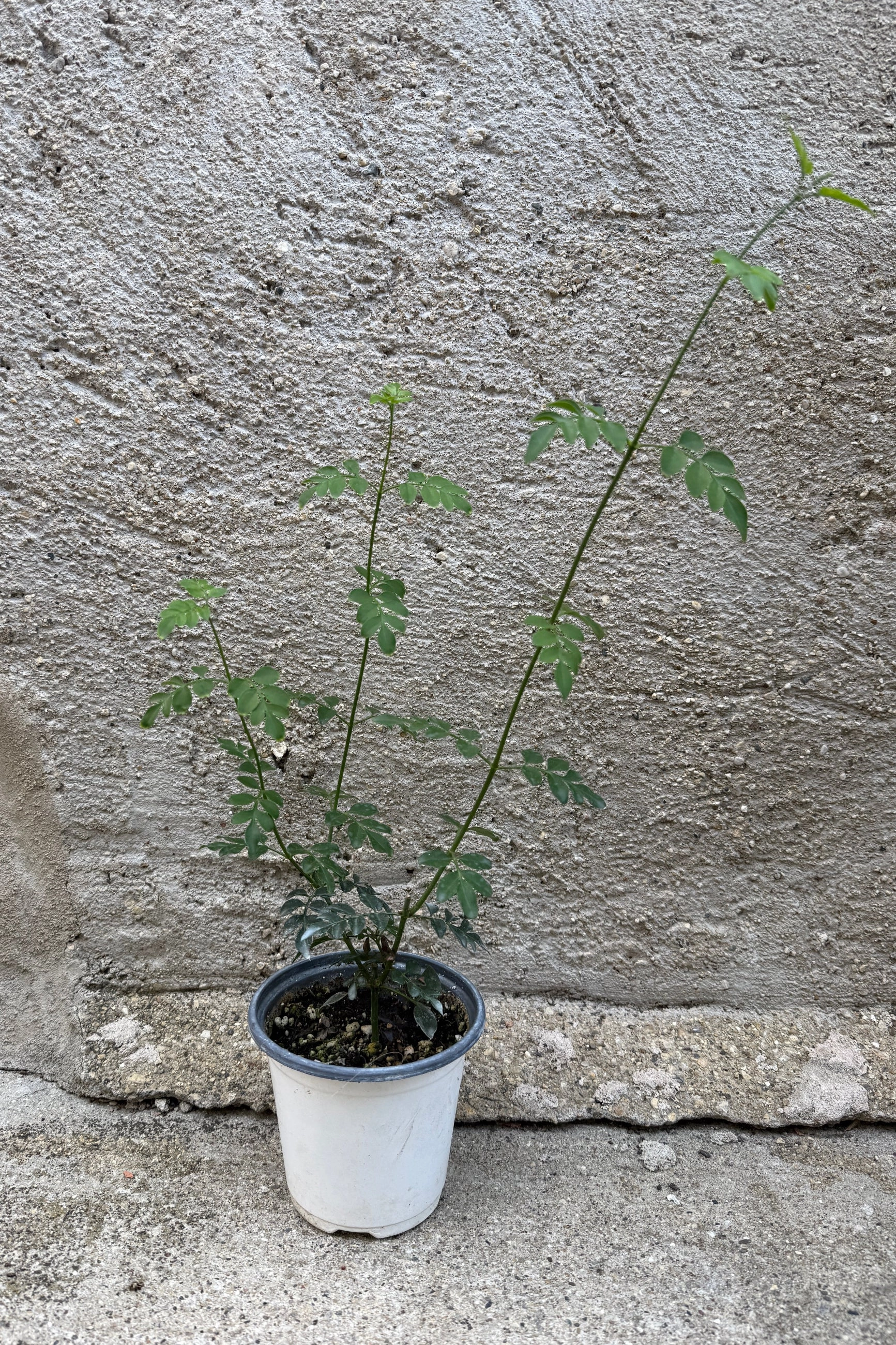 Jasminum grandiflorum 4"