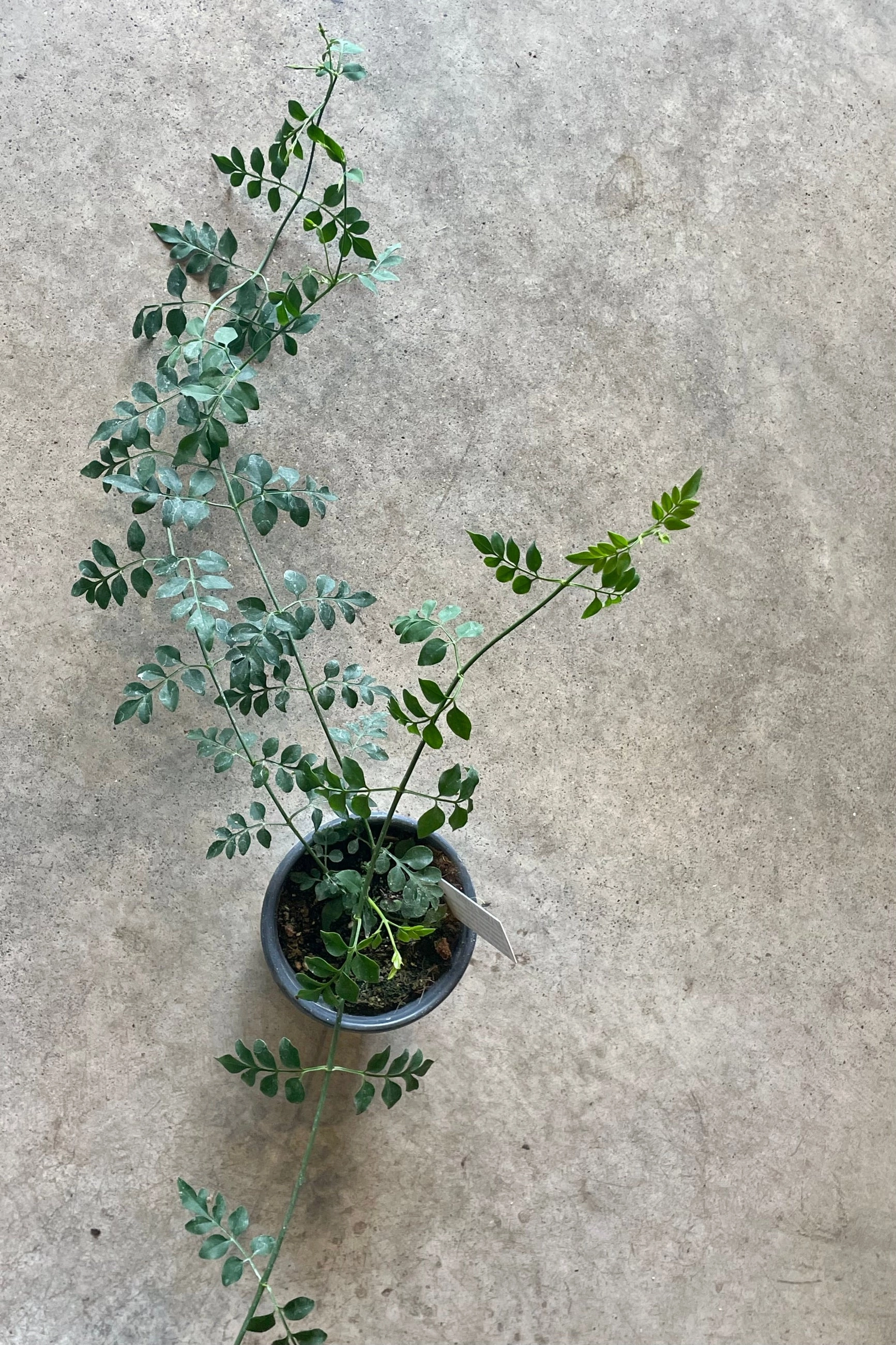 Jasminum grandiflorum 4"