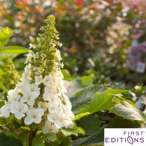 Jetstream Hydrangea | Hydrangea quercifolia single layer plant shelf  