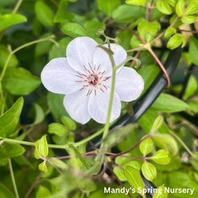 John Paul ll | Clematis single layer plant shelf  