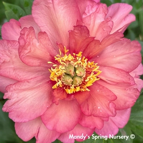 Julia Rose Itoh Peony | Paeonia traditional flower vase  