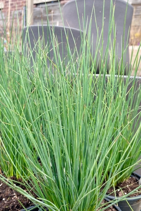 Juncus 'Blue Arrows' 4.5" decorative flowerpot  