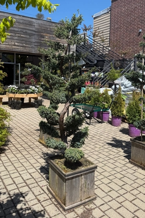 Juniperus chinensis 'Blue Alps' Sculpted #15 decorative flowerpot  