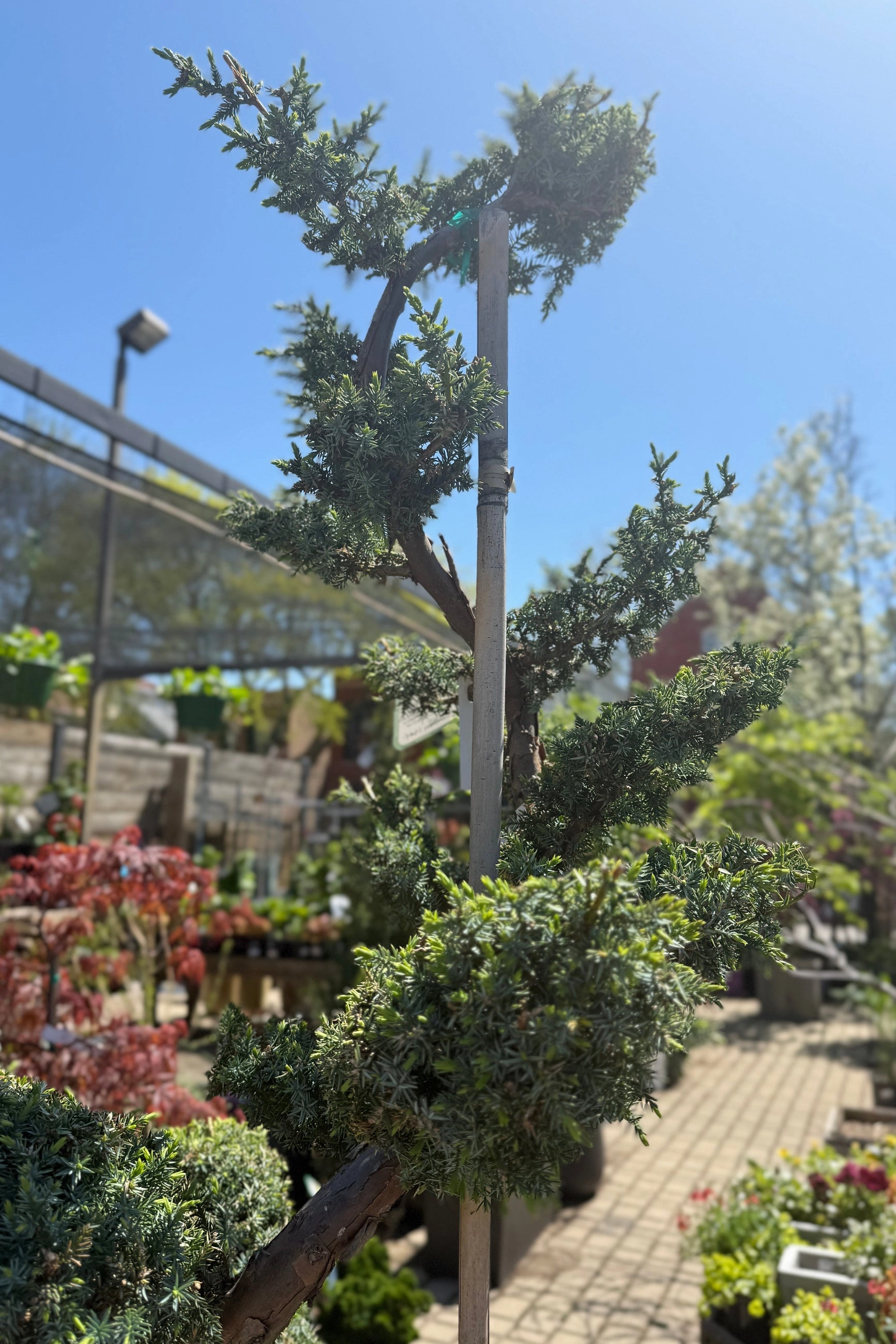 Juniperus chinensis 'Blue Alps' Sculpted #15