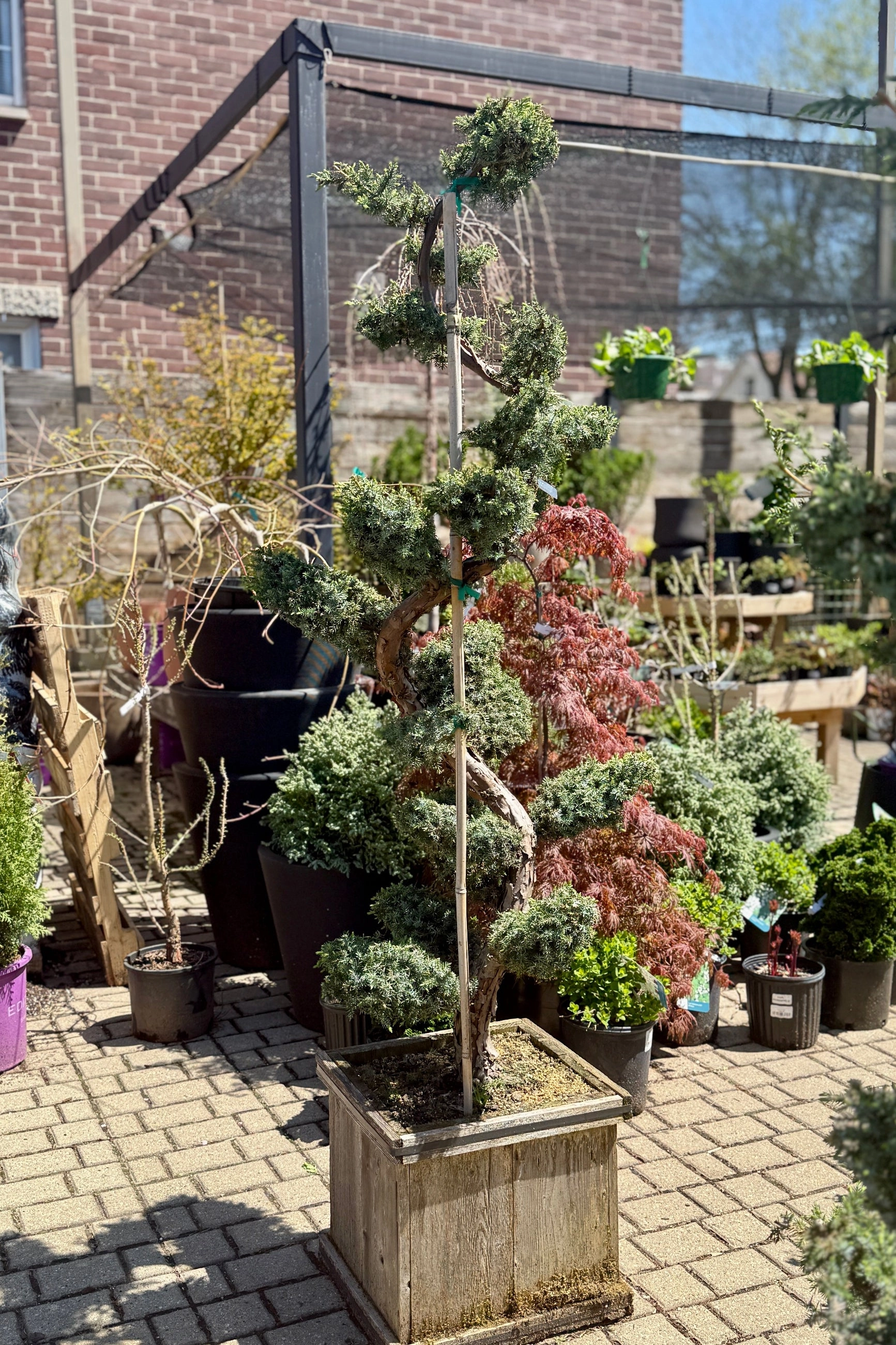 Juniperus chinensis 'Blue Alps' Sculpted #15