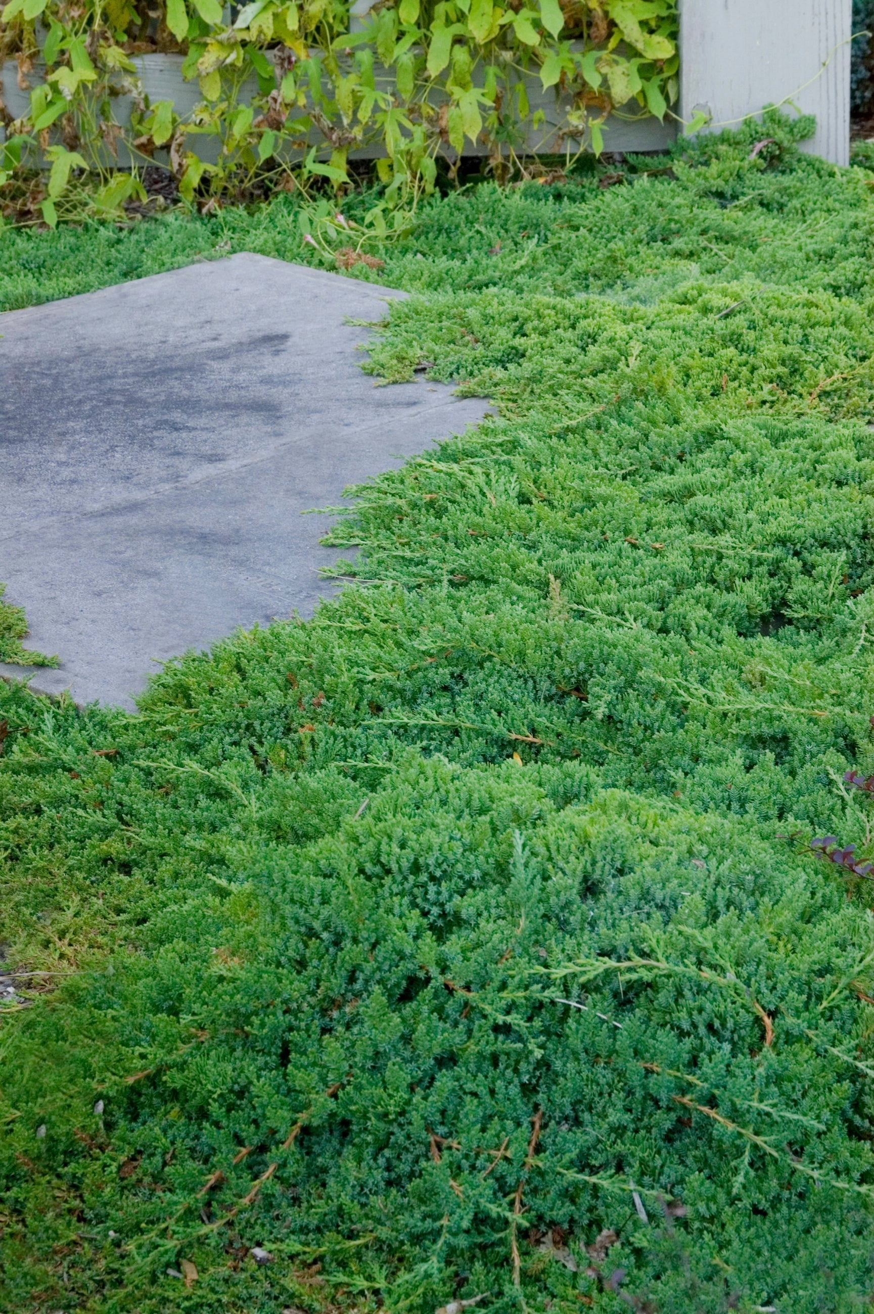 Juniperus p. 'Nana' #2