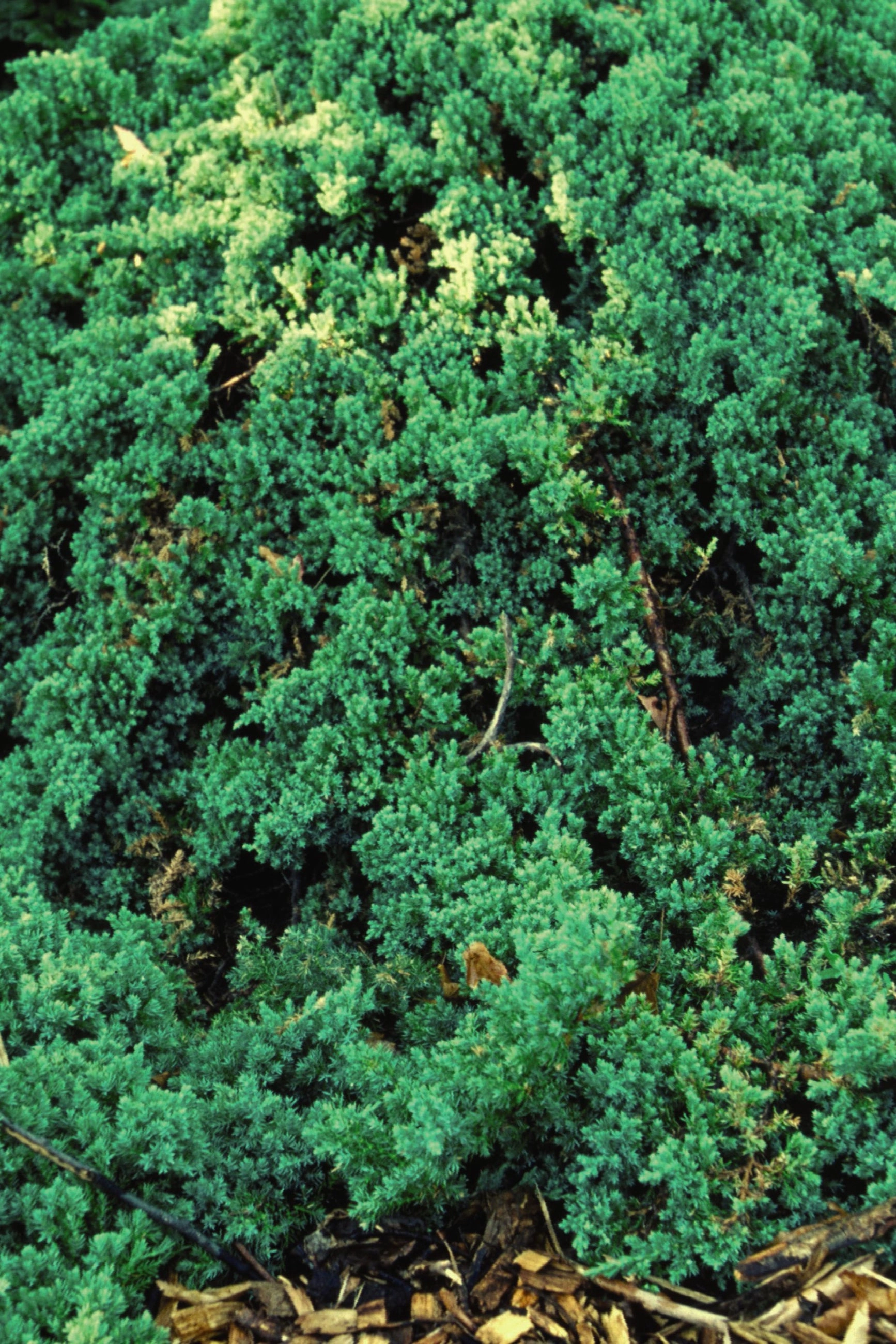 Juniperus p. 'Nana' #2