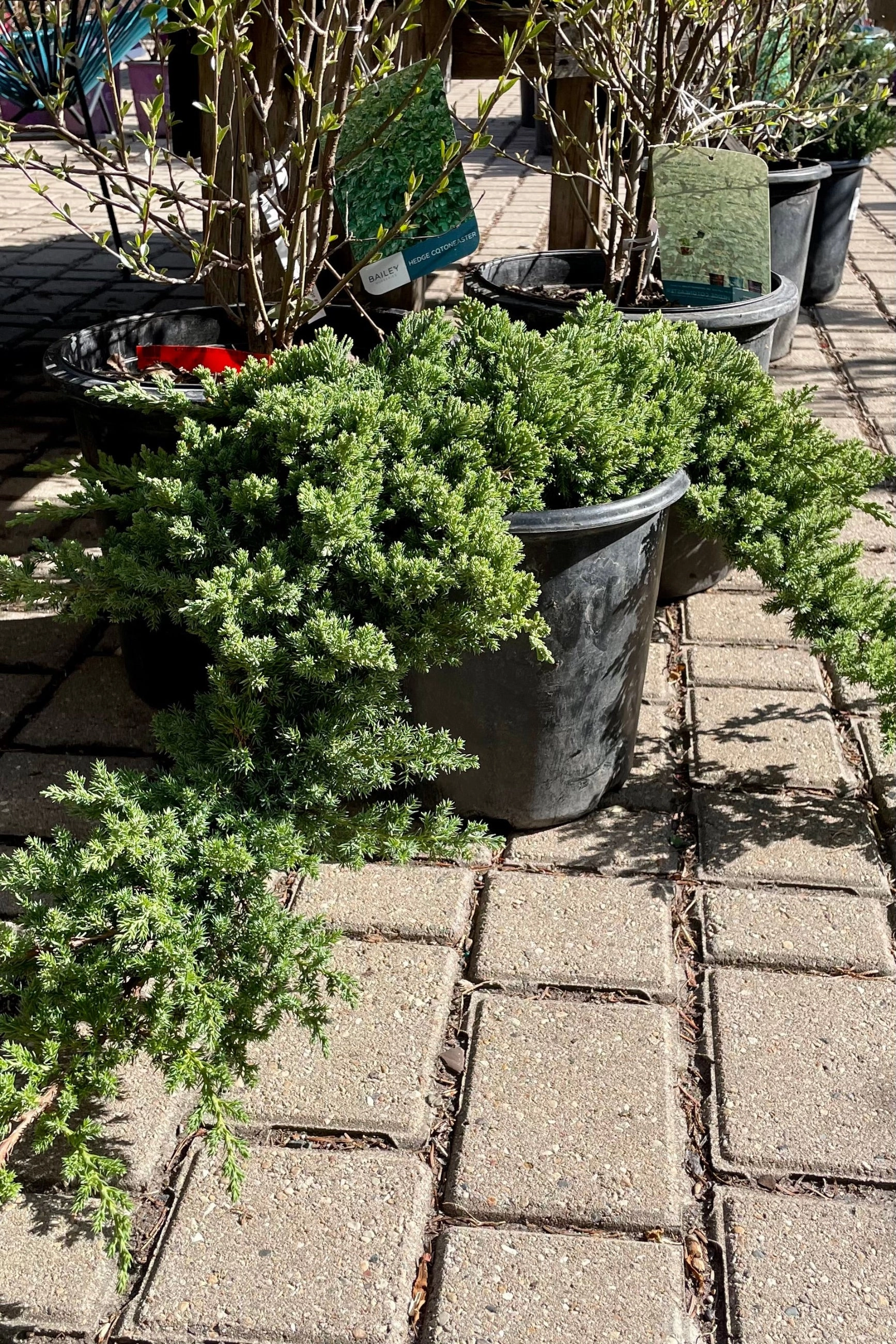 Juniperus p. 'Nana' #2