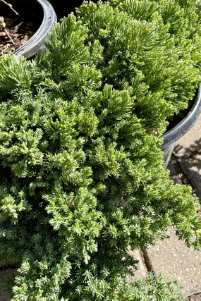Juniperus p. 'Nana' #2 decorative flowerpot  