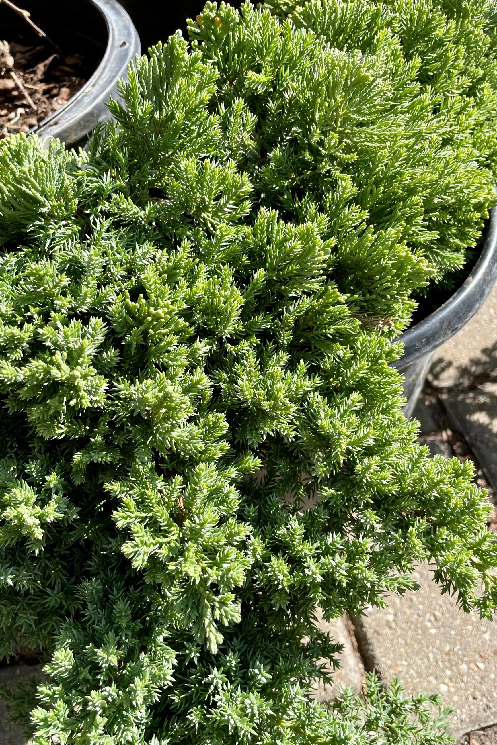Juniperus p. 'Nana' #2 decorative flowerpot  