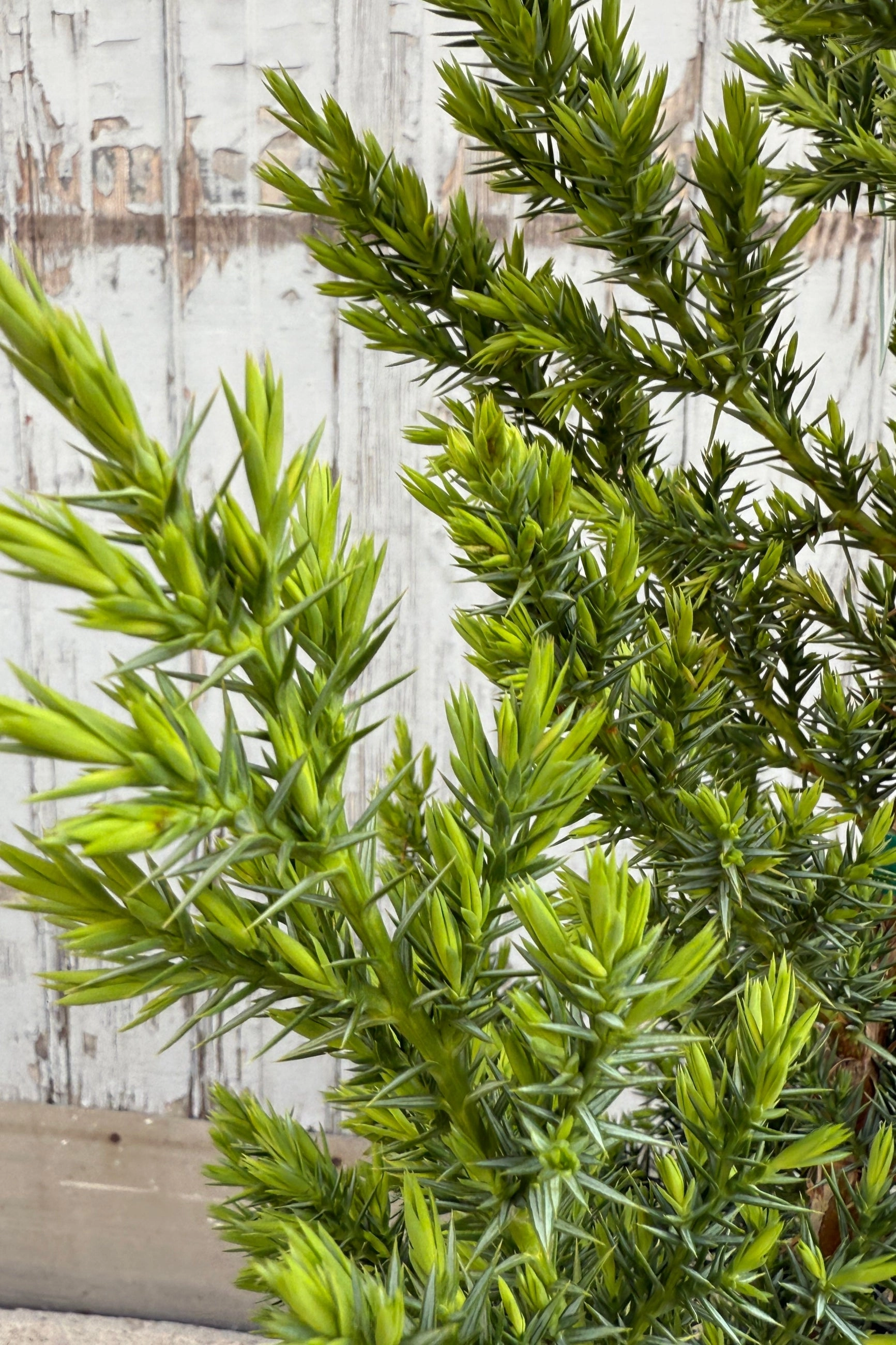 Juniperus x 'Star Power' #3