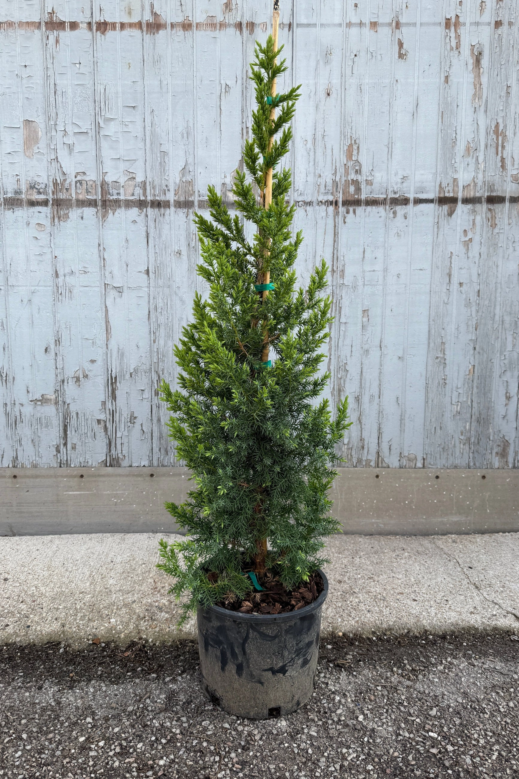 Juniperus x 'Star Power' #3 decorative flowerpot  