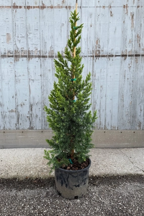 Juniperus x 'Star Power' #3 decorative flowerpot  