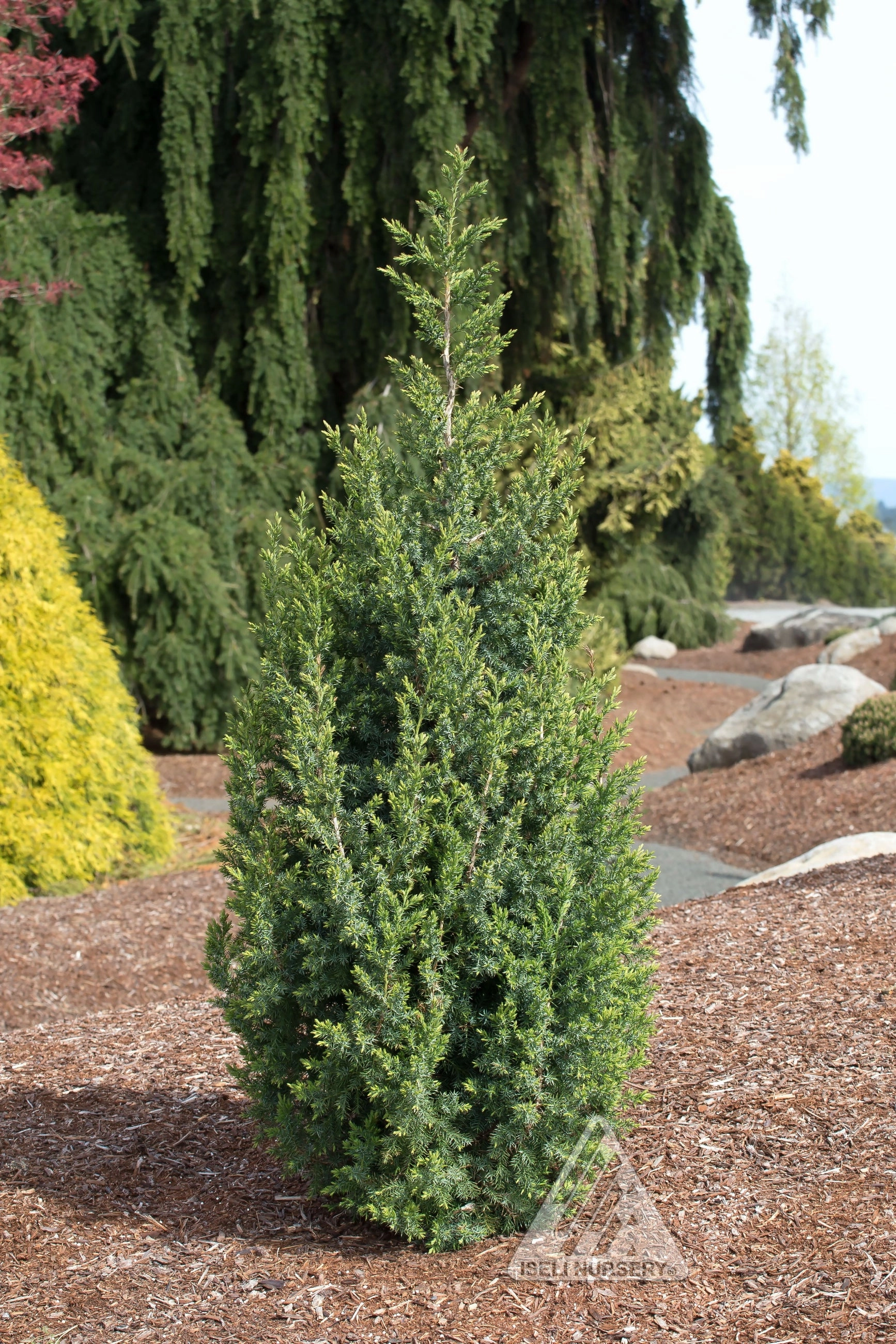 Juniperus x 'Star Power' #3