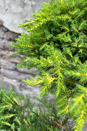 Juniperus x media 'Daub's Frosted' Sculpture #5 decorative flowerpot  
