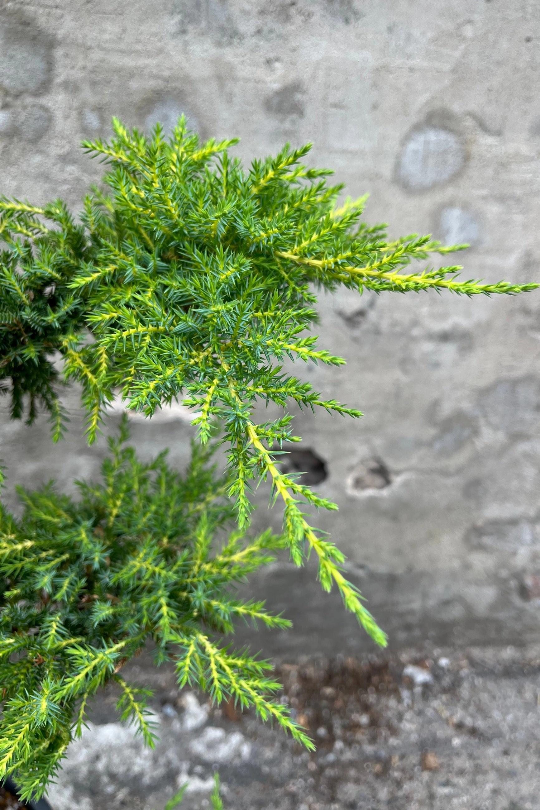 Juniperus x media 'Daub's Frosted' Sculpture #5