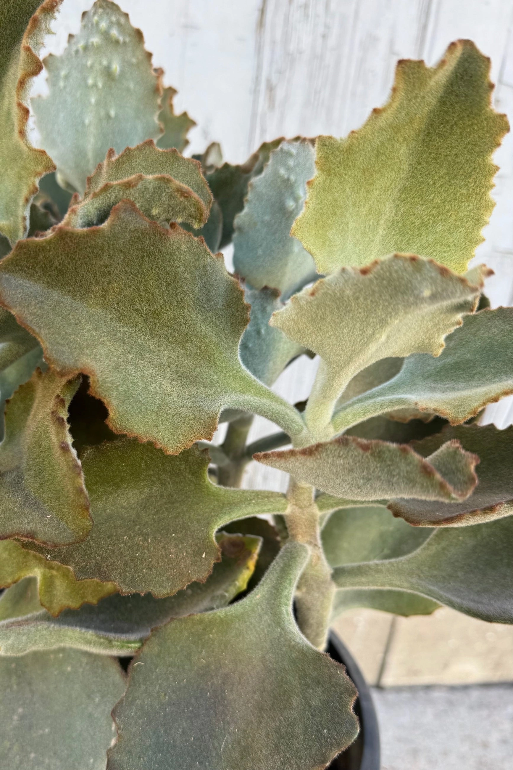 Kalanchoe beharensis 10"
