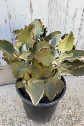 Kalanchoe beharensis 10" medium flower pot  