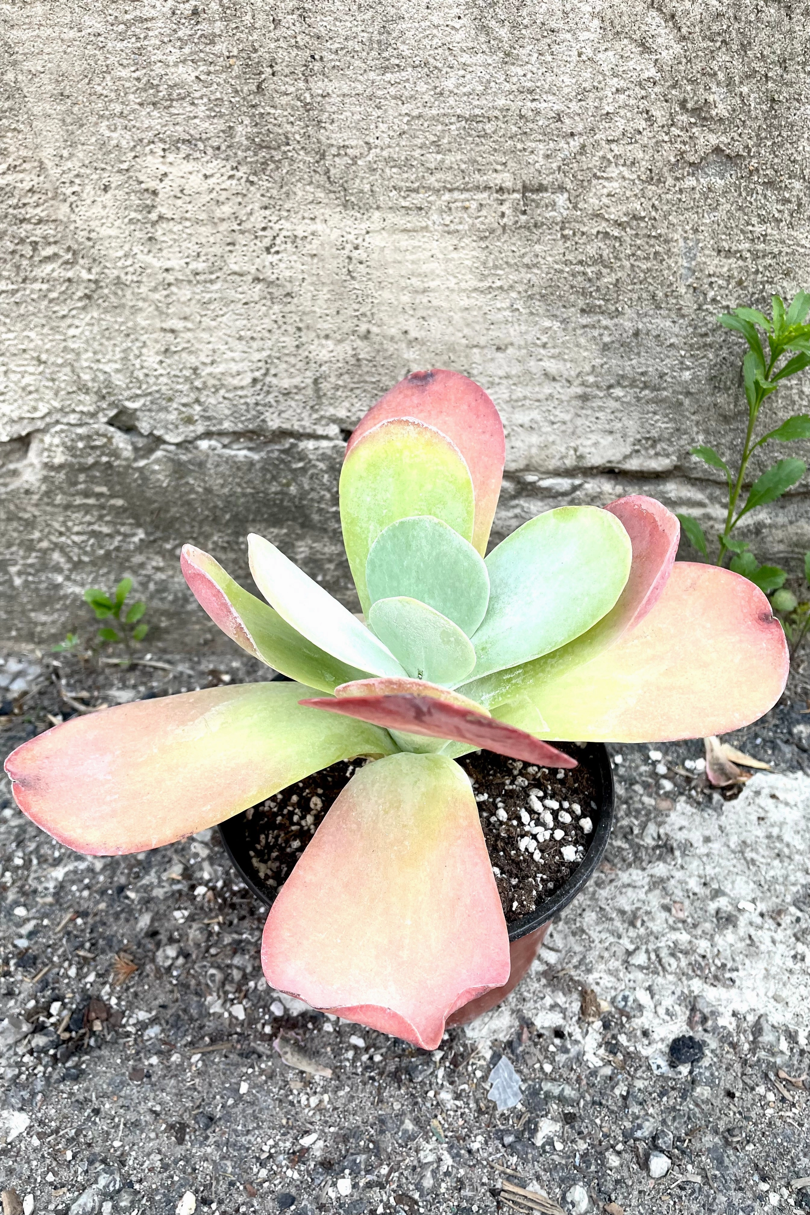 Kalanchoe thrysiflora 6"