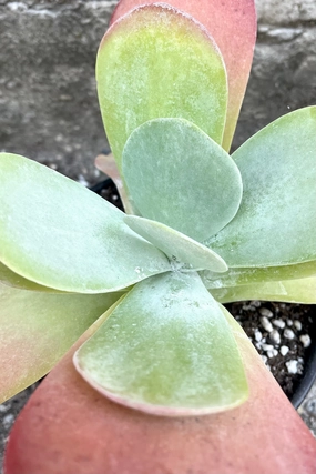 Kalanchoe thrysiflora 6" medium flower pot  