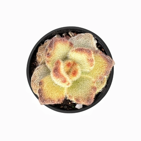 Kalanchoe Tomentosa 'Teddy Bear' mini ornamental plant  